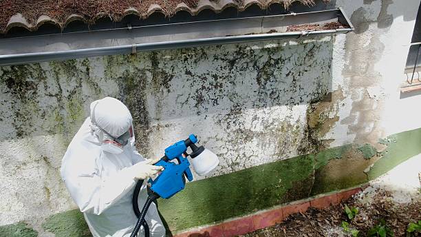 Trusted Black Mold Removal service in New Market, MD - Cheap Mold Removal